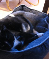  Nijmeegse vrouw voor langdurig erotisch sex contact 