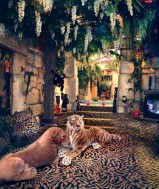  Wil jij TOP verdienen??! Kom dan gauw ons team versterken! 